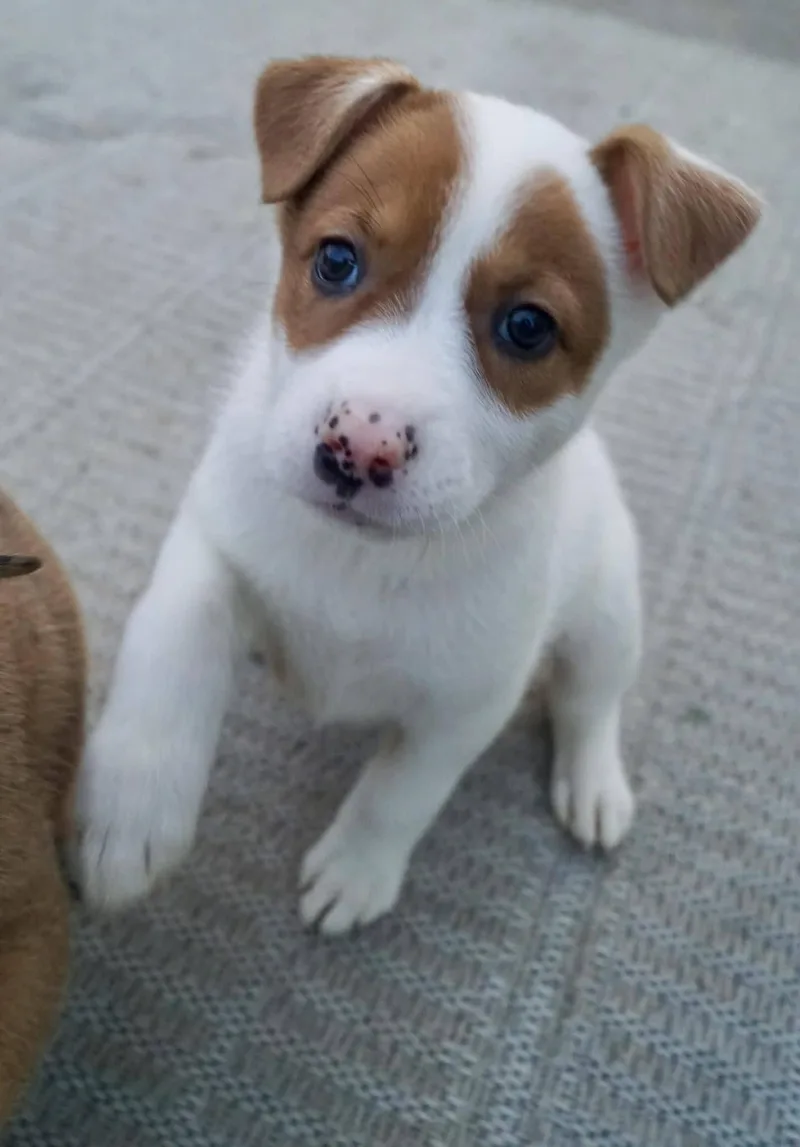 Shepherd Puppies thumbnail 6