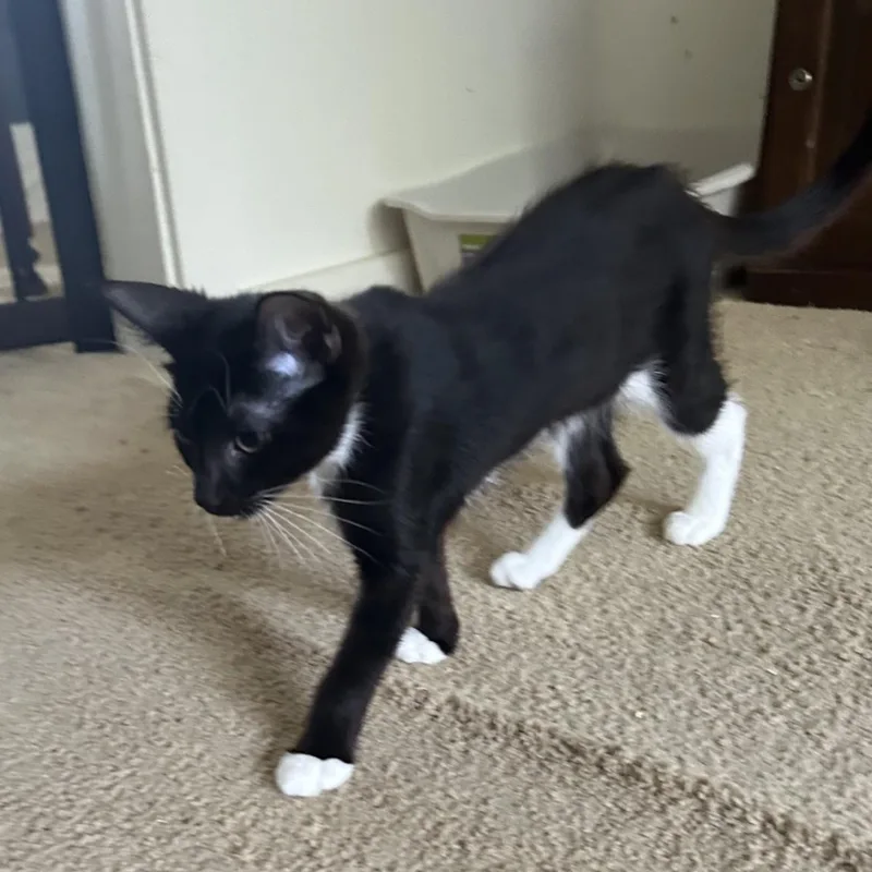 A baby medium-sized female Black & White / Tuxedo Domestic Short Hair cat named Vicky for adoption in Springdale, AR