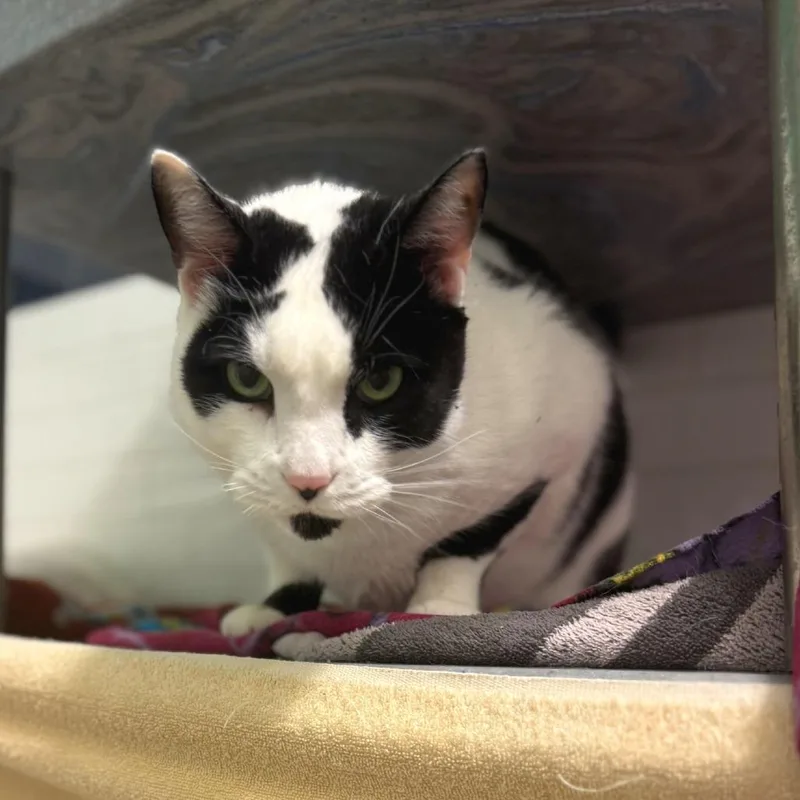 A senior large-sized male White Domestic Short Hair cat named Qz And Freddy for adoption in Pittsburgh, PA