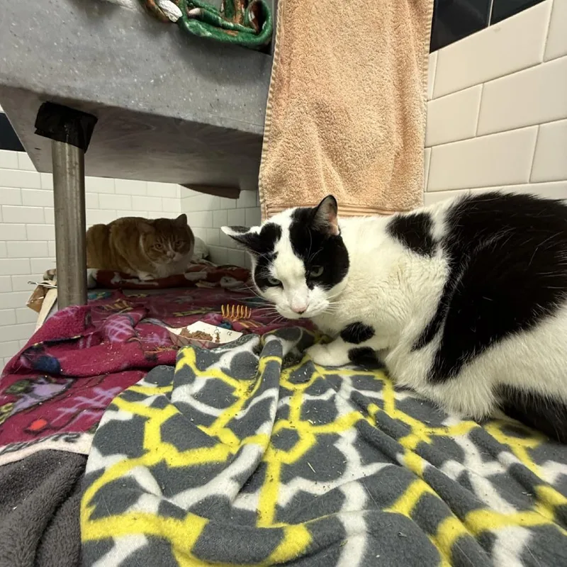 Qz And Freddy thumbnail 2