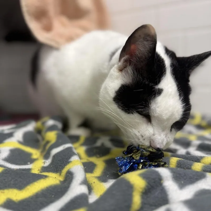 Qz And Freddy thumbnail 4