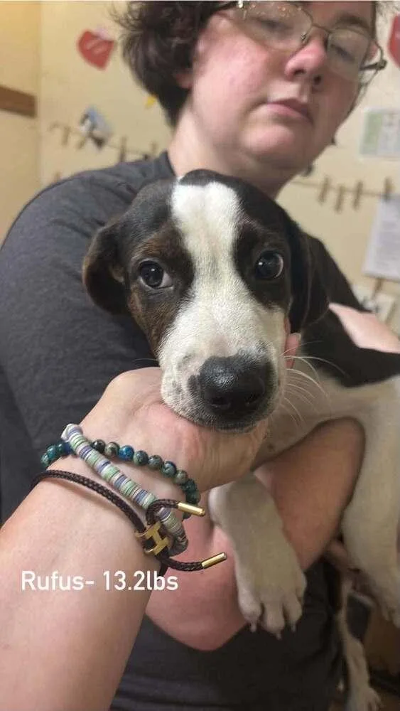 A baby medium-sized male Tricolor (Brown, Black, & White) Beagle dog named Floyd Rs : Rufus for adoption in Aurora, IN