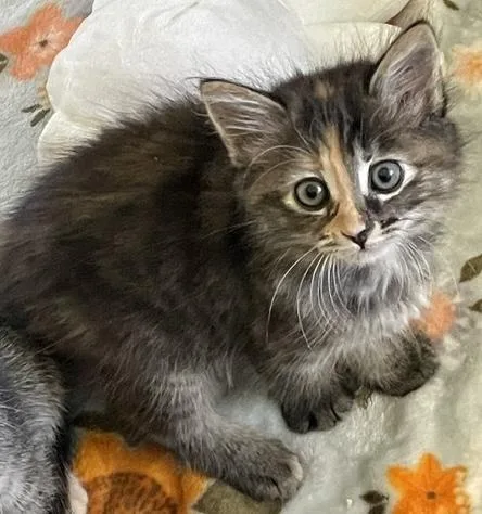 A baby medium-sized female Domestic Short Hair cat named Jenny for adoption in Camarillo, CA