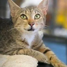 A young small-sized female Brown / Chocolate Domestic Short Hair cat named SaraMeet me at Lakeville for adoption in Buffalo, MN