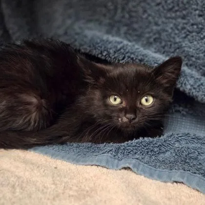 A baby small-sized female Domestic Short Hair cat named Toph for adoption in Westland, MI
