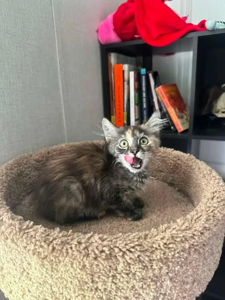 A baby medium-sized female Dilute Calico Domestic Short Hair cat named Everest for adoption in Manhattan, KS