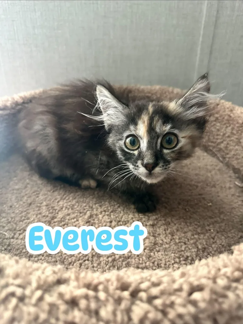 Everest thumbnail 2