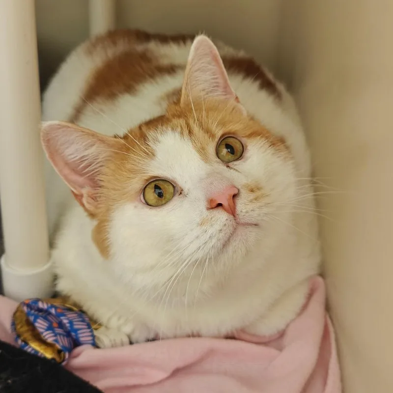 A senior extra large-sized male Domestic Short Hair cat named Pixel for adoption in Cumming, GA