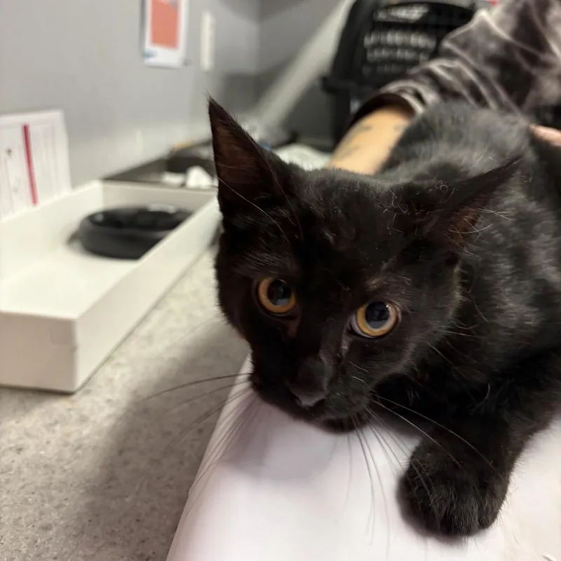 A baby medium-sized male Black Domestic Short Hair cat named Shiloh for adoption in Spokane, WA