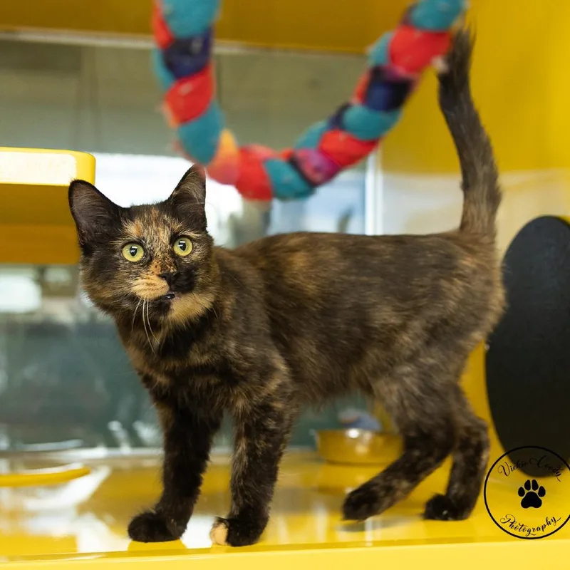A baby small-sized female Tortoiseshell Domestic Short Hair cat named Snickers for adoption in Abilene, TX