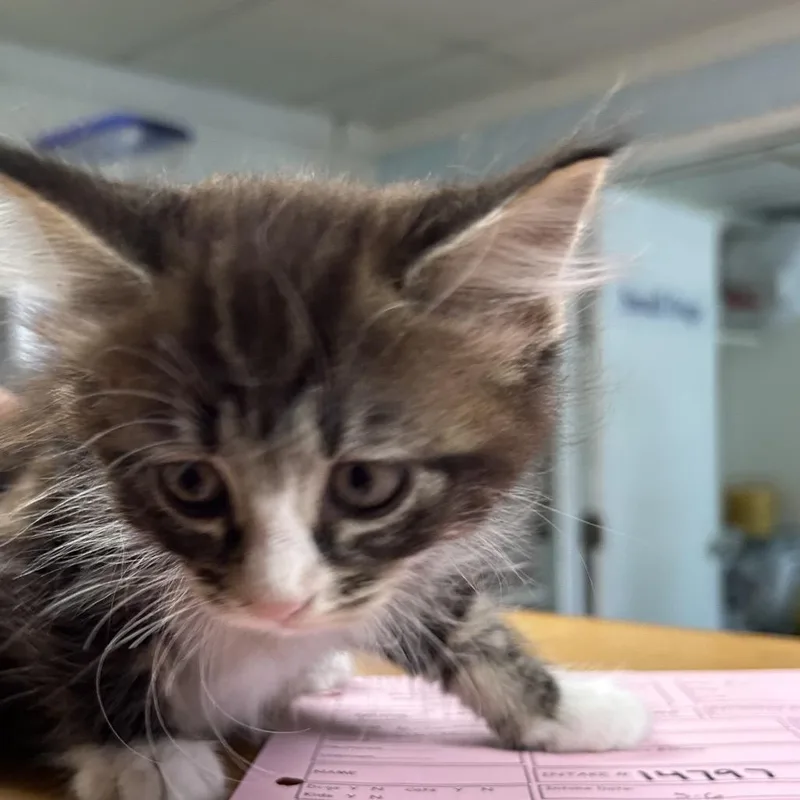 A baby small-sized female Brown / Chocolate Domestic Short Hair cat named Abigail for adoption in Newport, NC