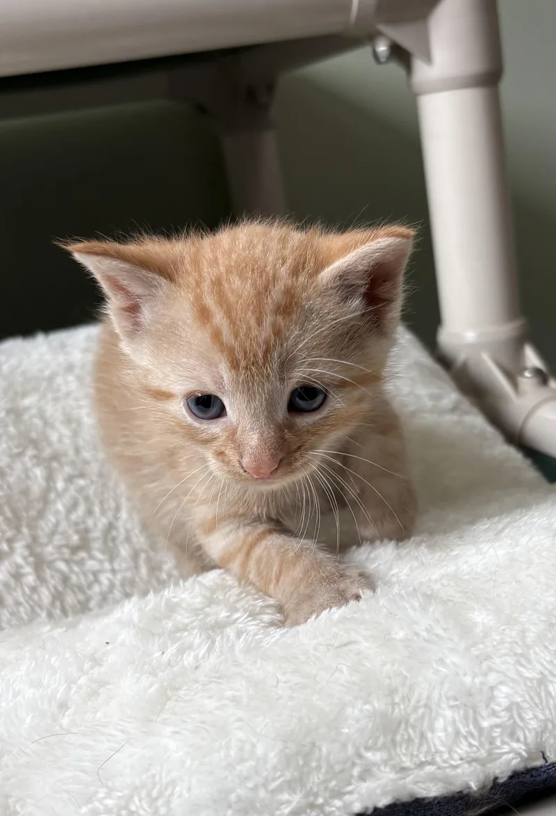 A baby medium-sized male Tabby (Orange / Red) Domestic Short Hair cat named Brioche for adoption in Geneseo, IL