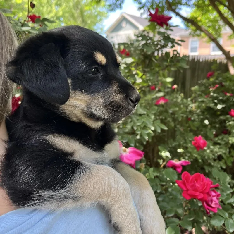 A baby small-sized female Black Hound dog named Mia Pup: Mavis for adoption in Falls Church, VA