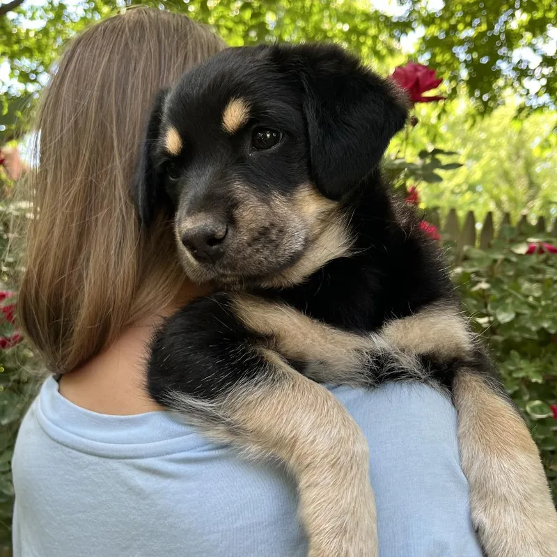 Mia Pup: Mavis thumbnail 2