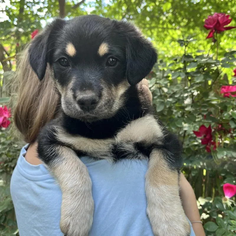 Mia Pup: Mavis thumbnail 3