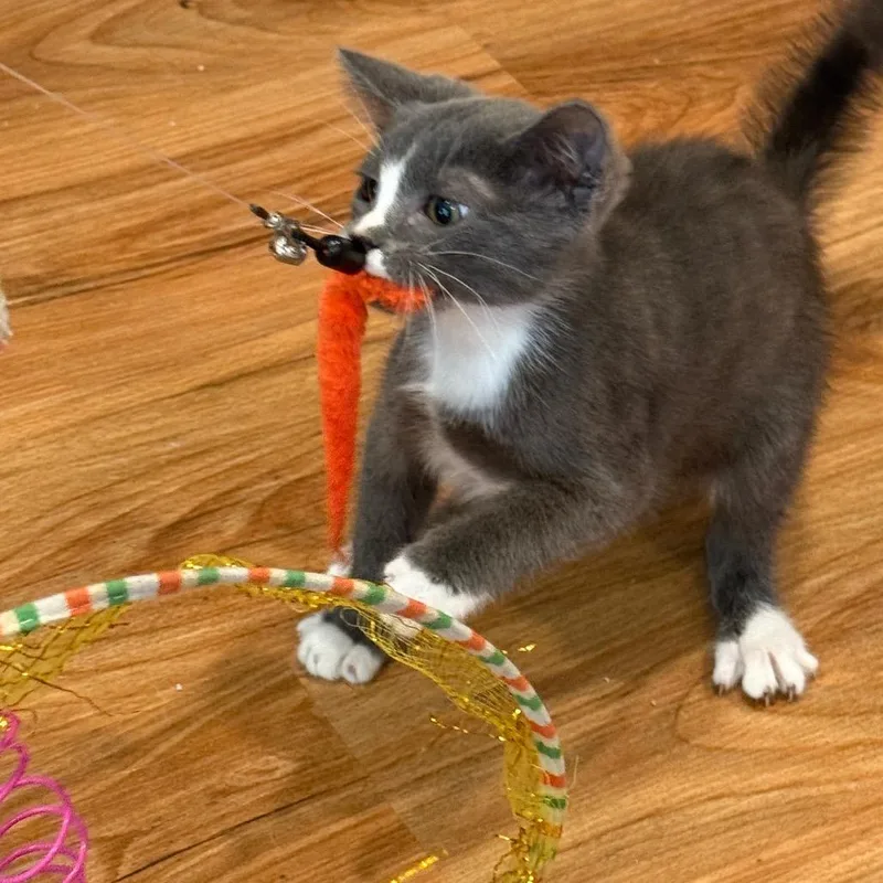 A baby small-sized male Gray / Blue / Silver Domestic Medium Hair cat named Chuckie Finster for adoption in Tustin, CA