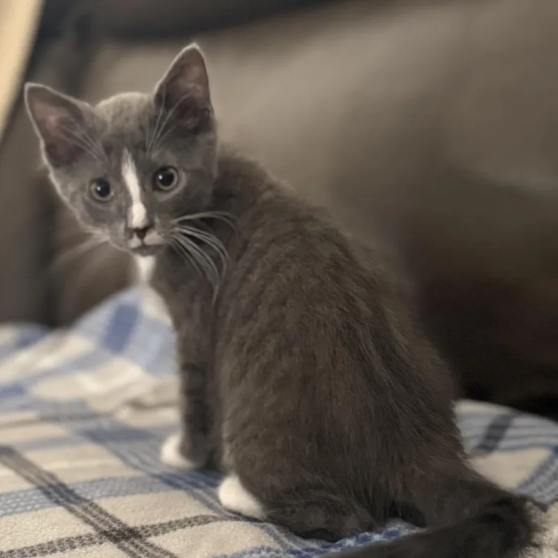 Chuckie Finster thumbnail 3