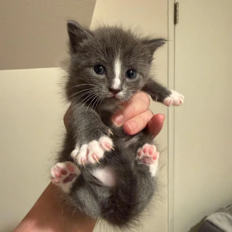 Chuckie Finster thumbnail 5