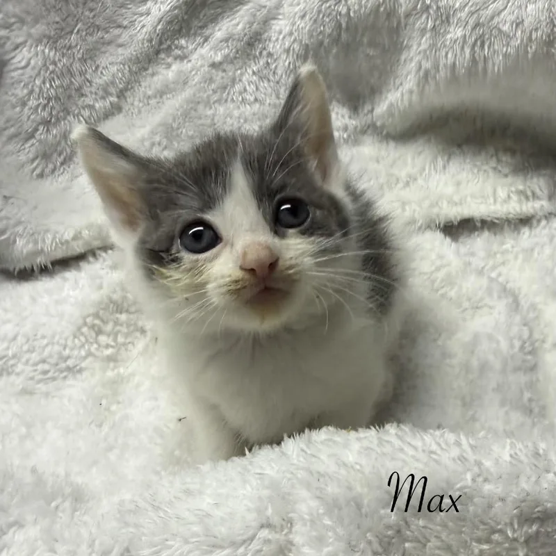 Max thumbnail 2