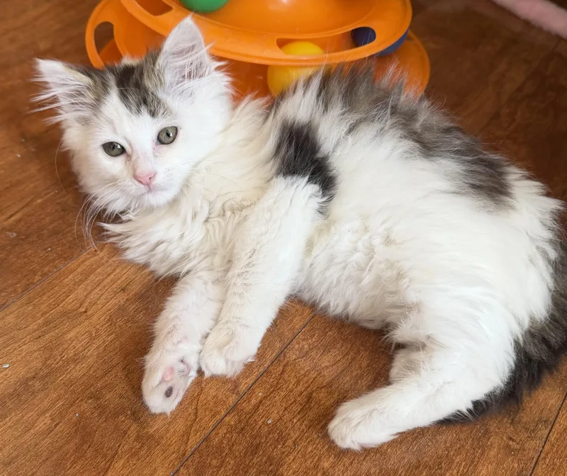A baby small-sized male Domestic Long Hair cat named Eugene for adoption in Williamsville, NY