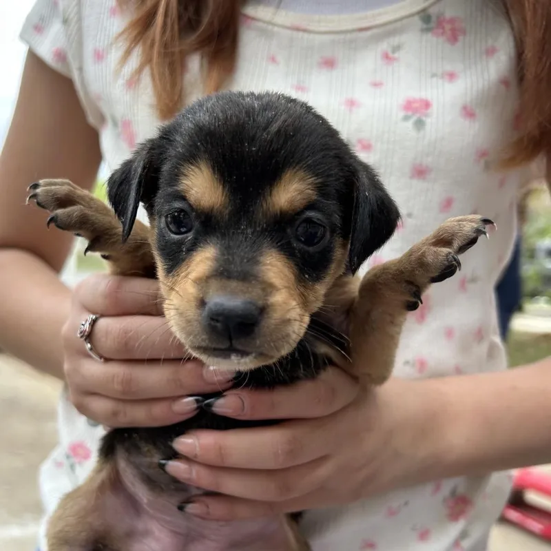 A baby small-sized female Black Rottweiler dog named Ziggy for adoption in San Antonio, TX
