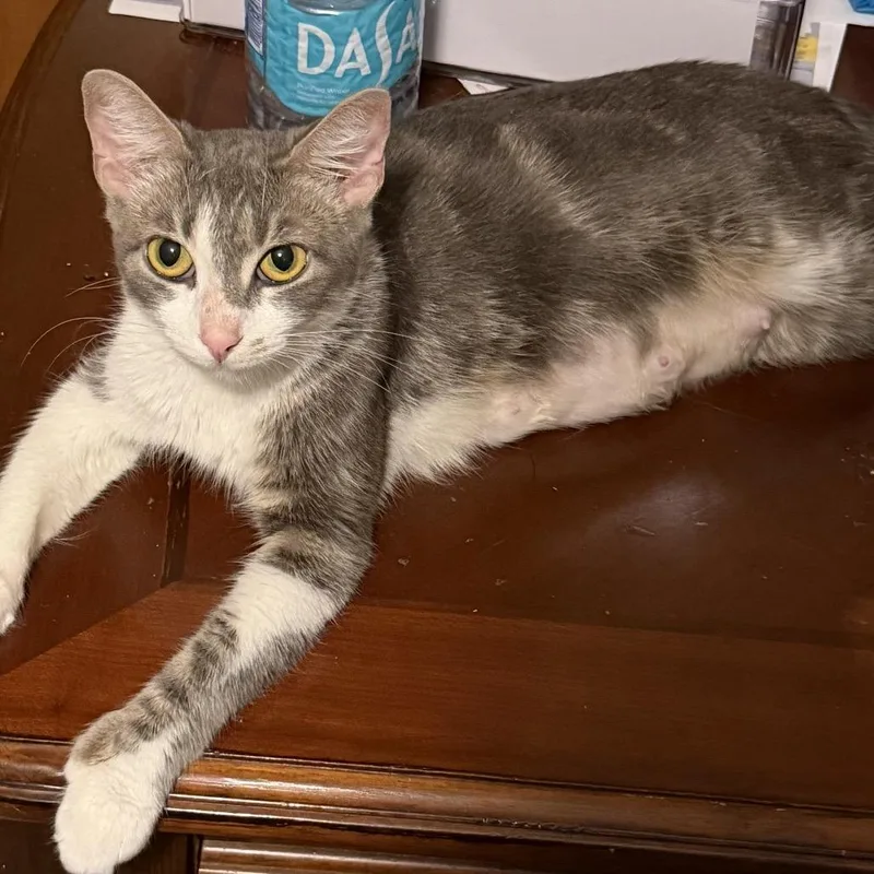 An adult medium-sized female Gray / Blue / Silver Domestic Short Hair cat named Sprite for adoption in Springfield, IL