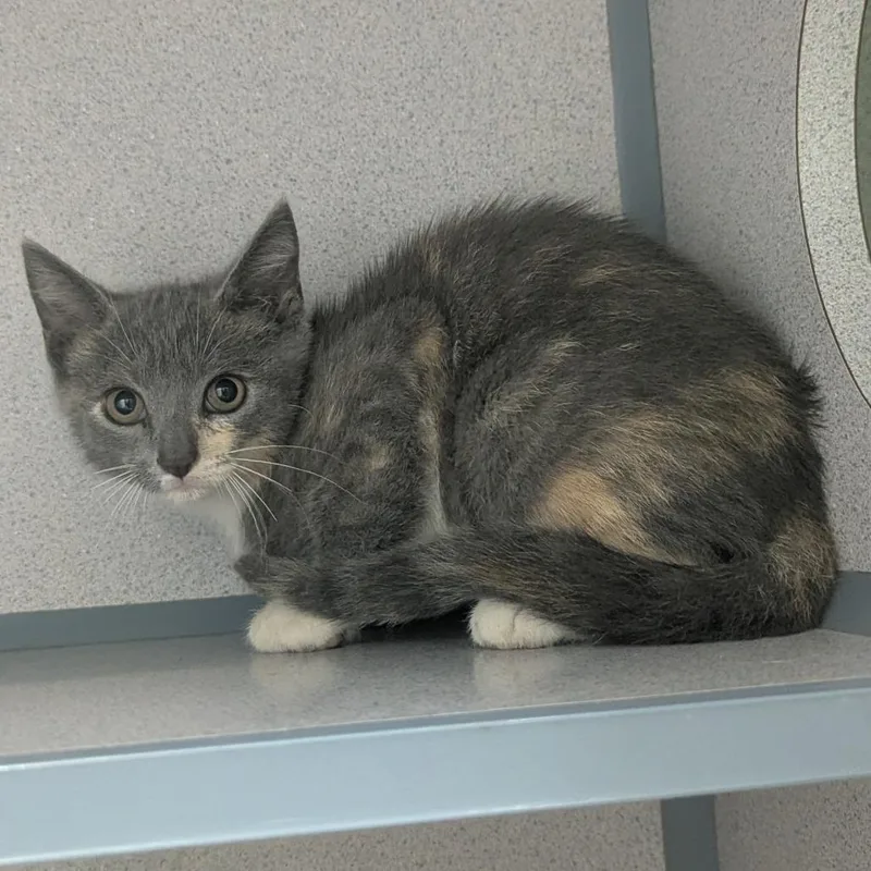 A baby small-sized female Tortoiseshell Domestic Short Hair cat named Pepper for adoption in Evansville, IN