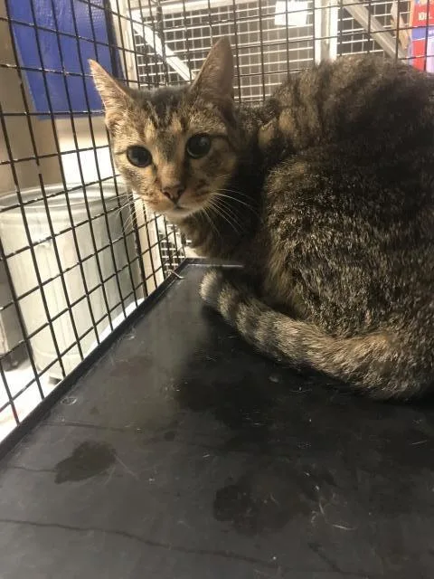 A young medium-sized female Domestic Short Hair cat named Bean for adoption in Conroe, TX