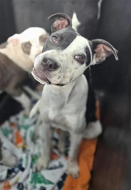 A young medium-sized male Mixed Breed dog named Reed for adoption in Dallas, TX