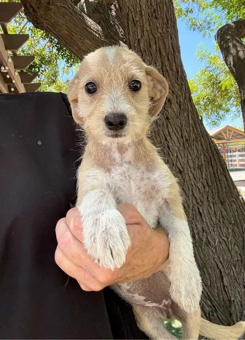 A young small-sized female Yellow / Tan / Blond / Fawn Terrier dog named Sandy for adoption in Temecula, CA