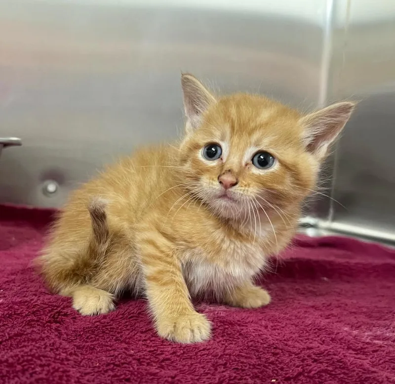 A baby medium-sized male Domestic Short Hair cat named PepperJack for adoption in Murray, KY