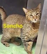 Soncho