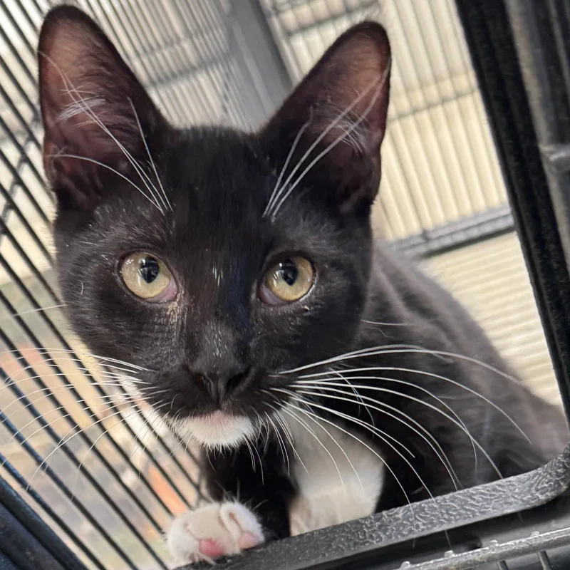 A baby small-sized female Black & White / Tuxedo Domestic Short Hair cat named Maui for adoption in Winchendon, MA