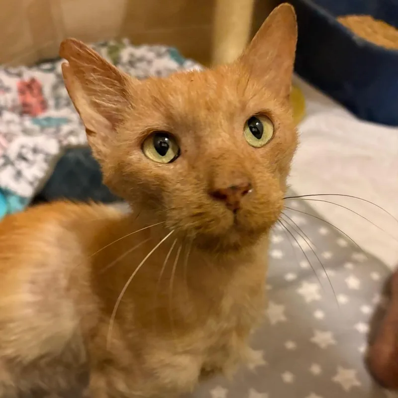 An adult medium-sized male Orange / Red Domestic Short Hair cat named Graham for adoption in Lutz, FL