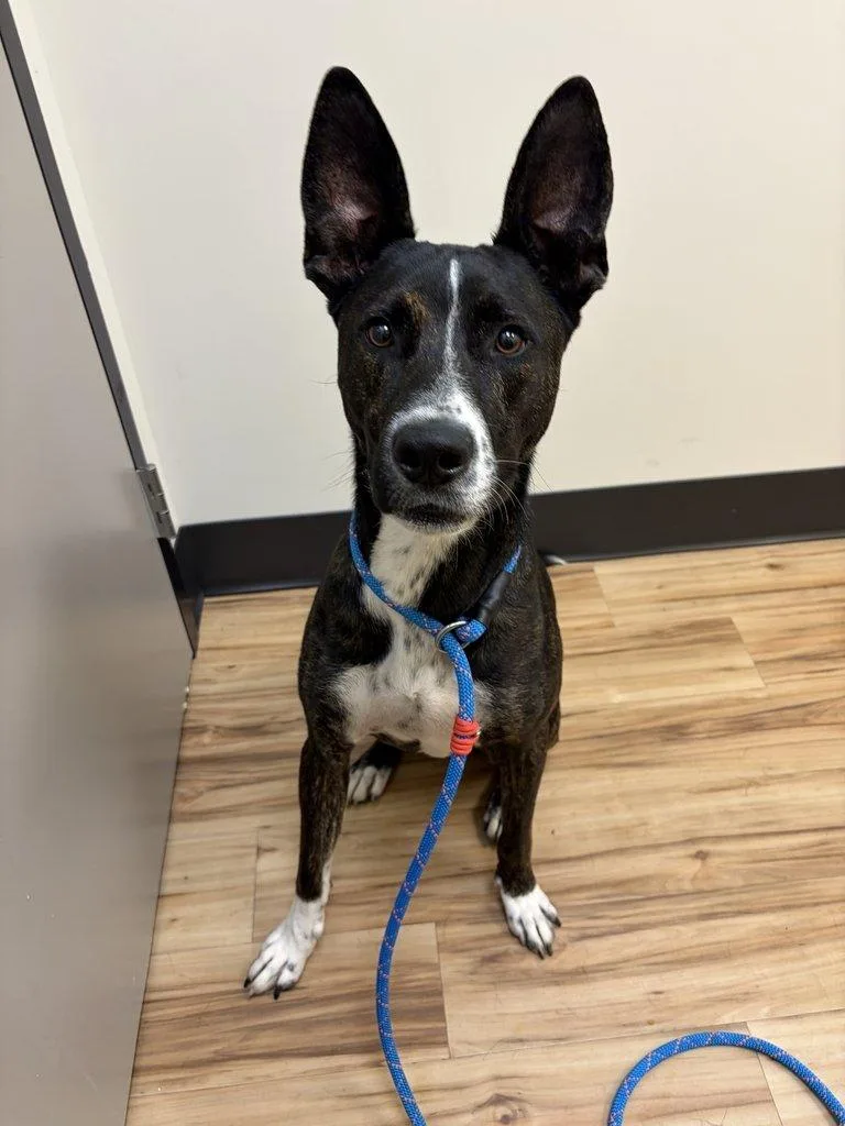 A young small-sized male Brindle Mixed Breed dog named Storm for adoption in Raleigh, NC