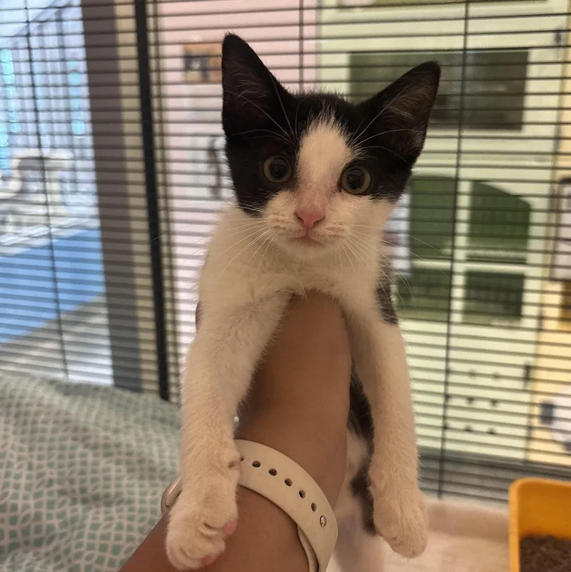 A young medium-sized male Black & White / Tuxedo Domestic Short Hair cat named Scone for adoption in Charleston, SC