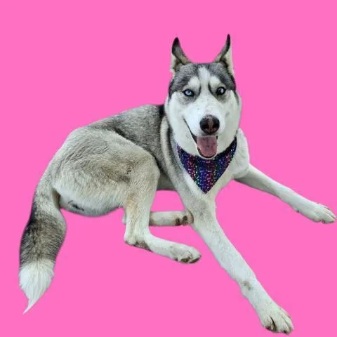 A young medium-sized female Husky dog named Evelyn for adoption in Bakersfield, CA
