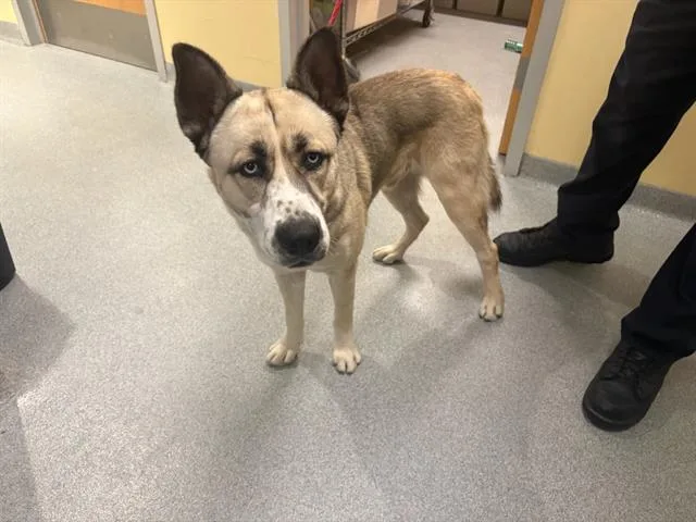 A young large-sized male Akita dog named Cheese for adoption in Tustin, CA