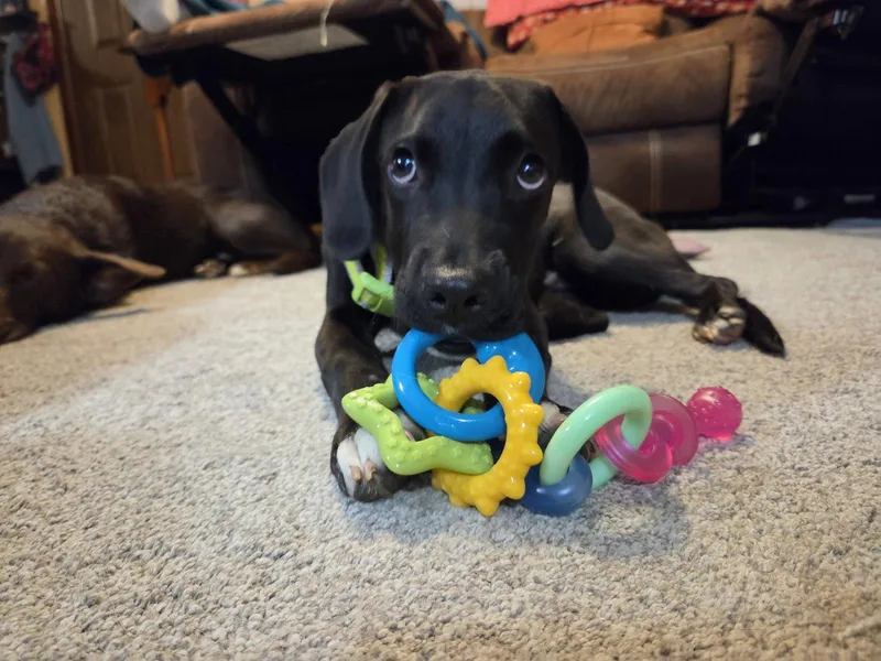 A young large-sized male Labrador Retriever dog named Joe for adoption in Doylestown, PA