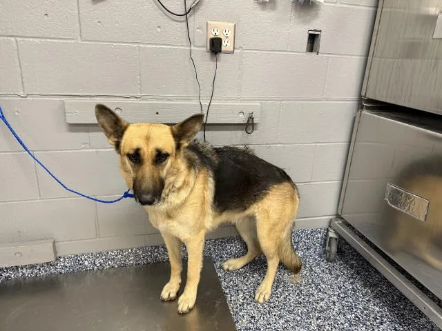 An adult large-sized female German Shepherd Dog dog named Boo for adoption in Thousand Palms, CA
