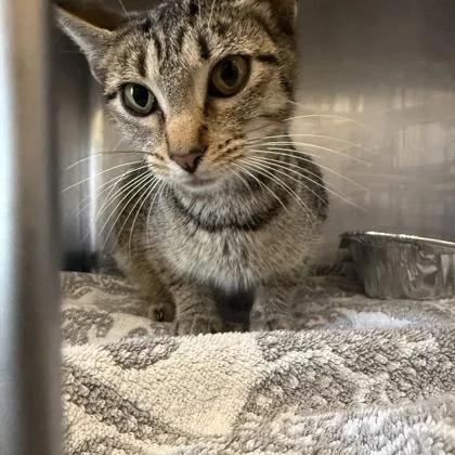 A young medium-sized female Brown / Chocolate Domestic Short Hair cat named Namaste for adoption in Fernandina Beach, FL