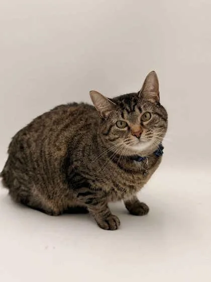 An adult medium-sized male Domestic Short Hair cat named Momo for adoption in Bowling Green, KY