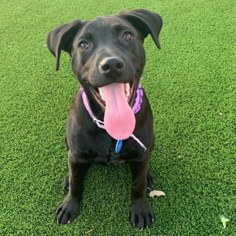 Nova