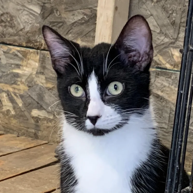 A young medium-sized male Domestic Short Hair cat named Felix for adoption in Stockholm, WI