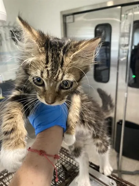 A baby small-sized female Domestic Medium Hair cat named Sydney for adoption in Long Beach, CA