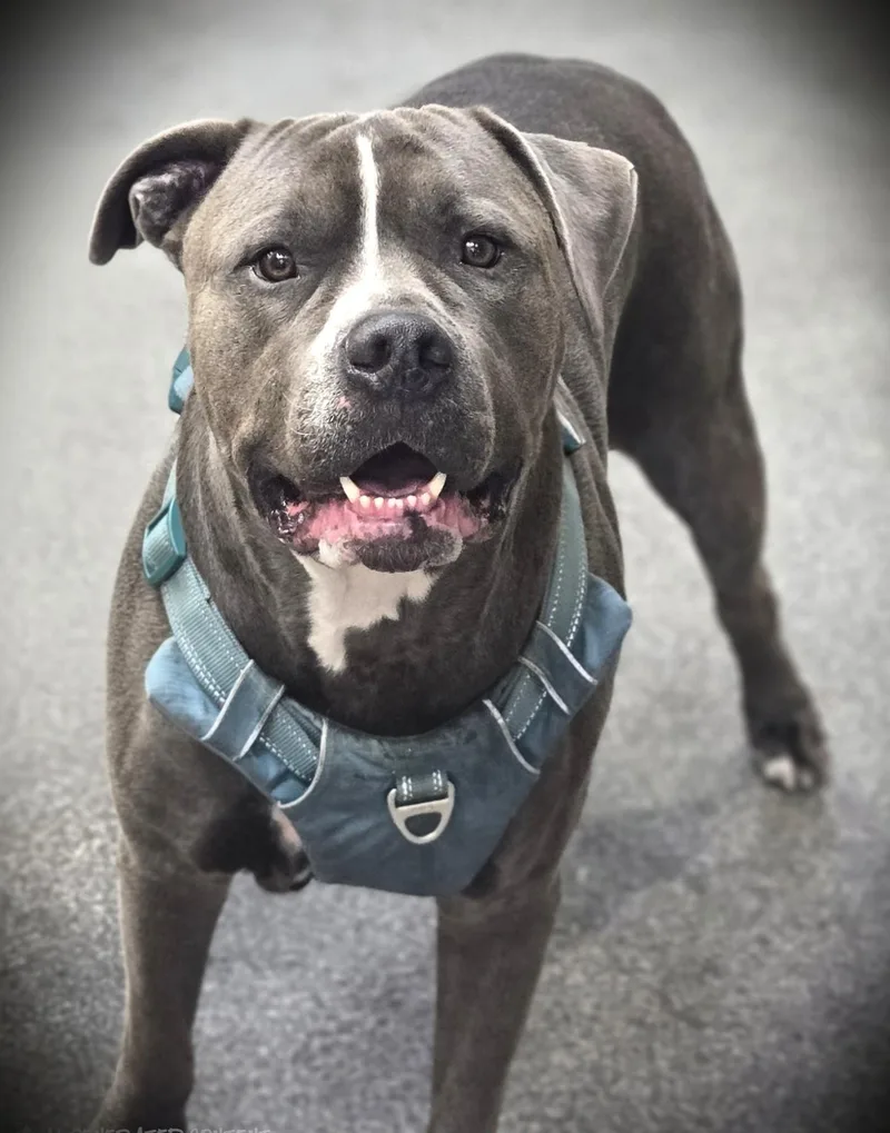 An adult medium-sized male Pit Bull Terrier dog named Bruno for adoption in Los Angeles, CA