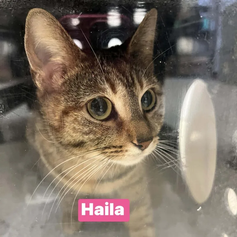 A young medium-sized female Brown / Chocolate Domestic Short Hair cat named Haila for adoption in Dover, NH