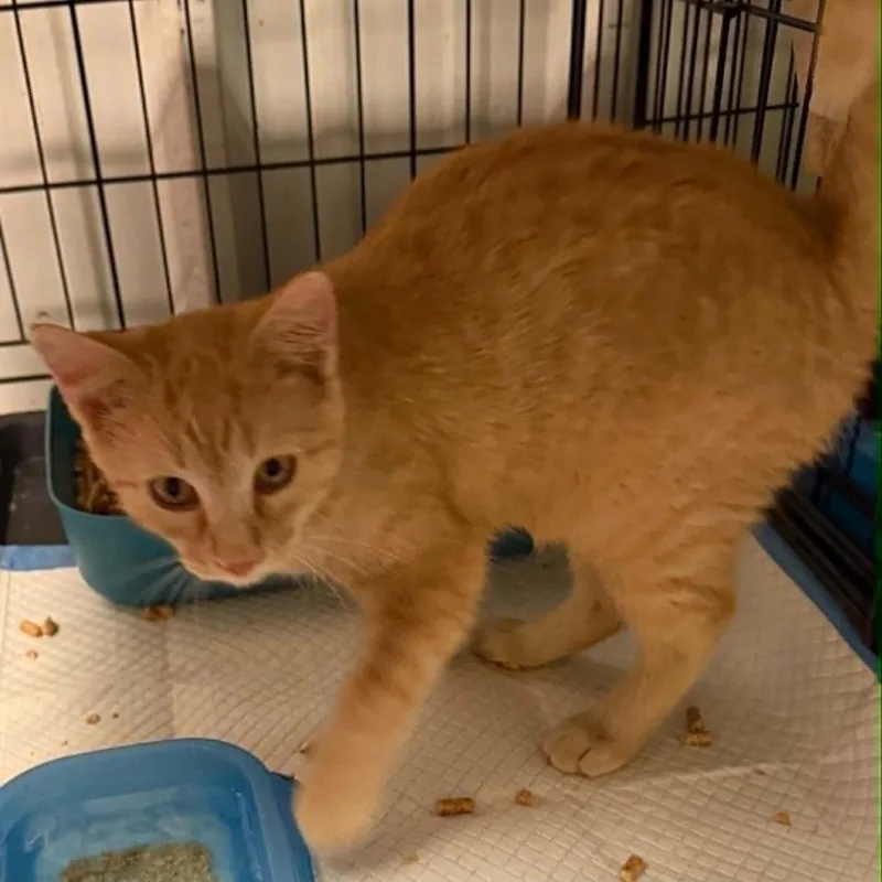 A baby small-sized male Orange / Red Domestic Short Hair cat named Cavalier for adoption in Stephenville, TX