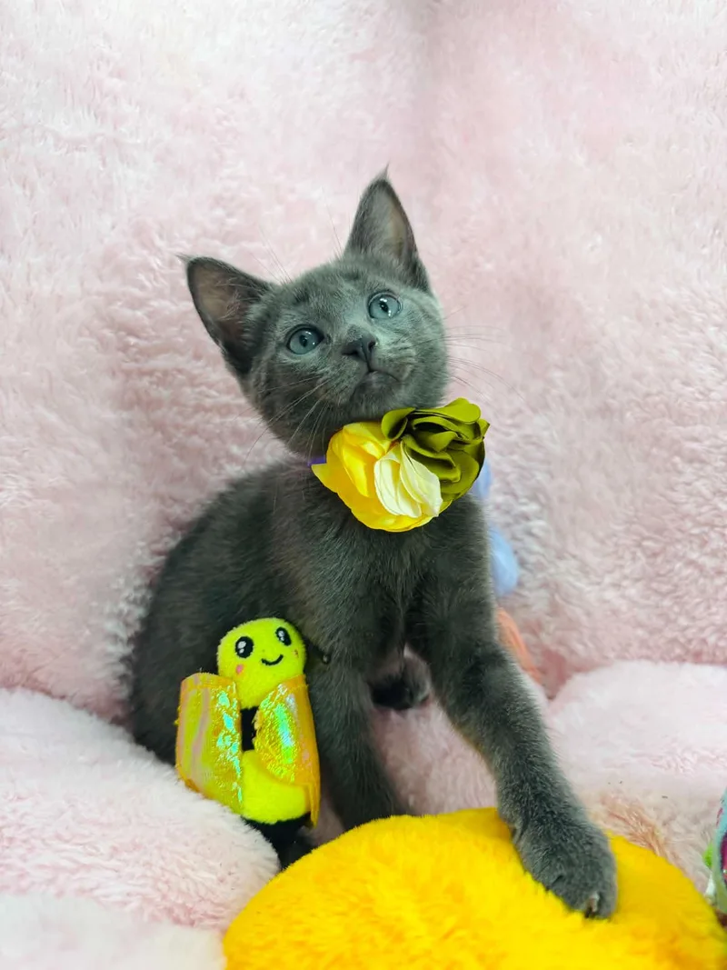A young medium-sized female Gray / Blue / Silver Russian Blue cat named Maisie for adoption in Tavares, FL