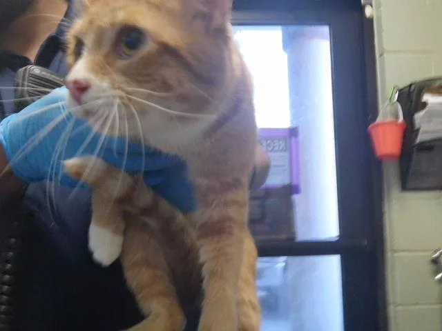 Cheeto